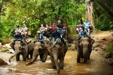 Vida en las Copas de los Árboles en Chiang Mai