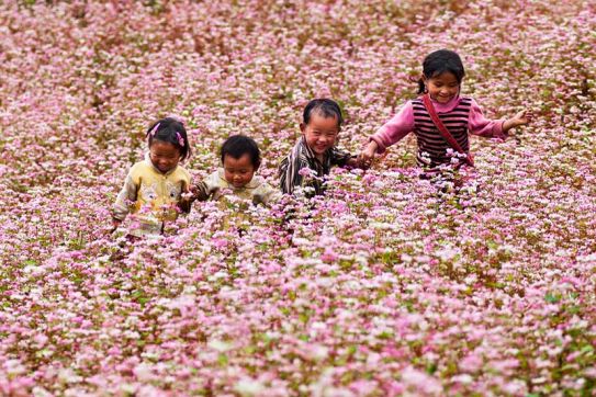 Ha Giang buckwheat flower festival - Immerse yourself in the colors of buckwheat flowers