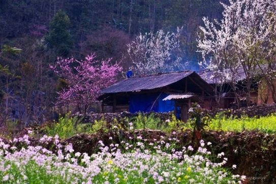 Best Places to See Peach and Plum Blossoms in Vietnam During Spring