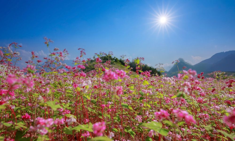 ha-giang-buckwheat-flower-season