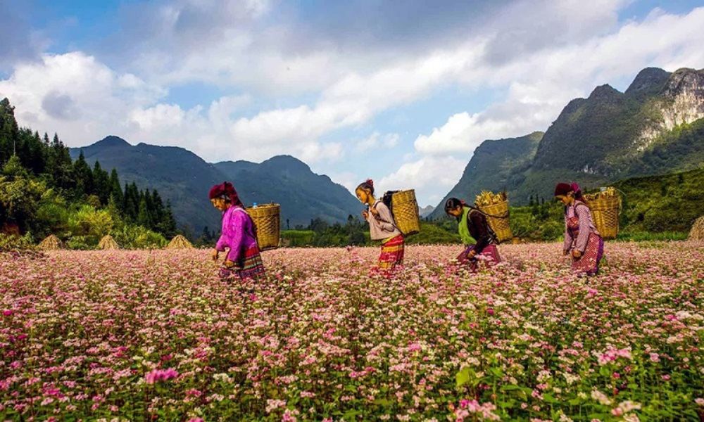 ha-giang-buckwheat-flower-season