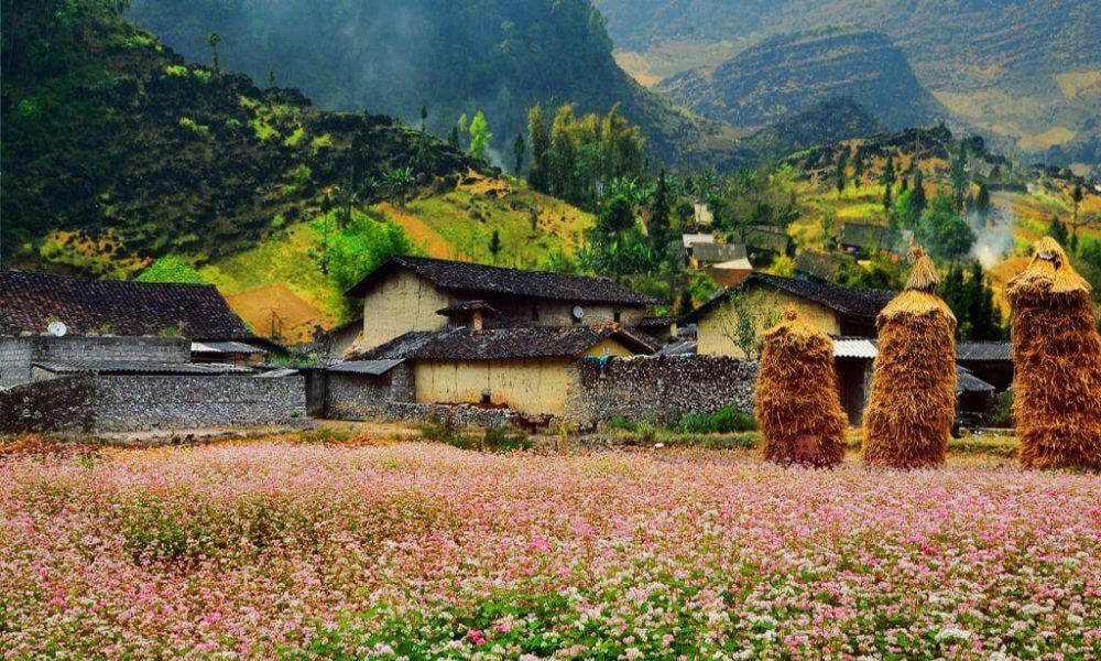 ha-giang-buckwheat-flower-season