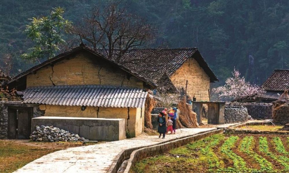 ha-giang-buckwheat-flower-season