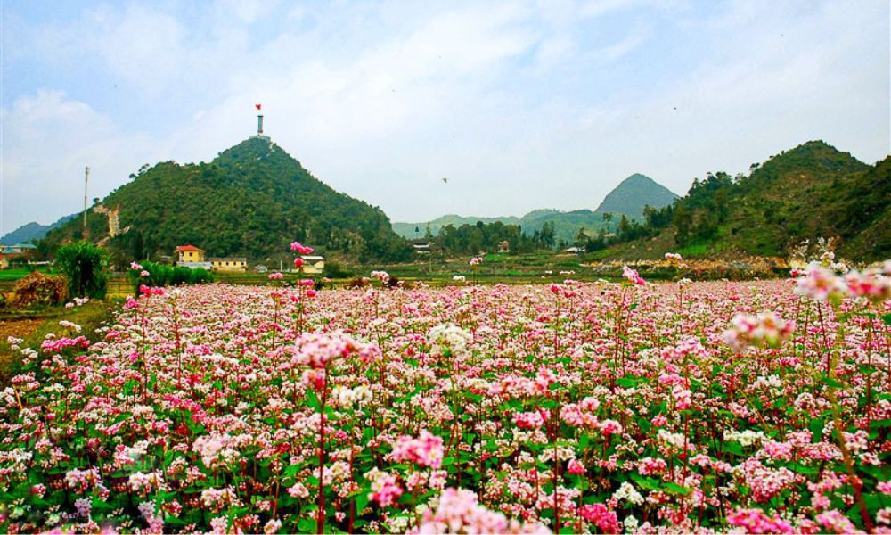 ha-giang-buckwheat-flower-season