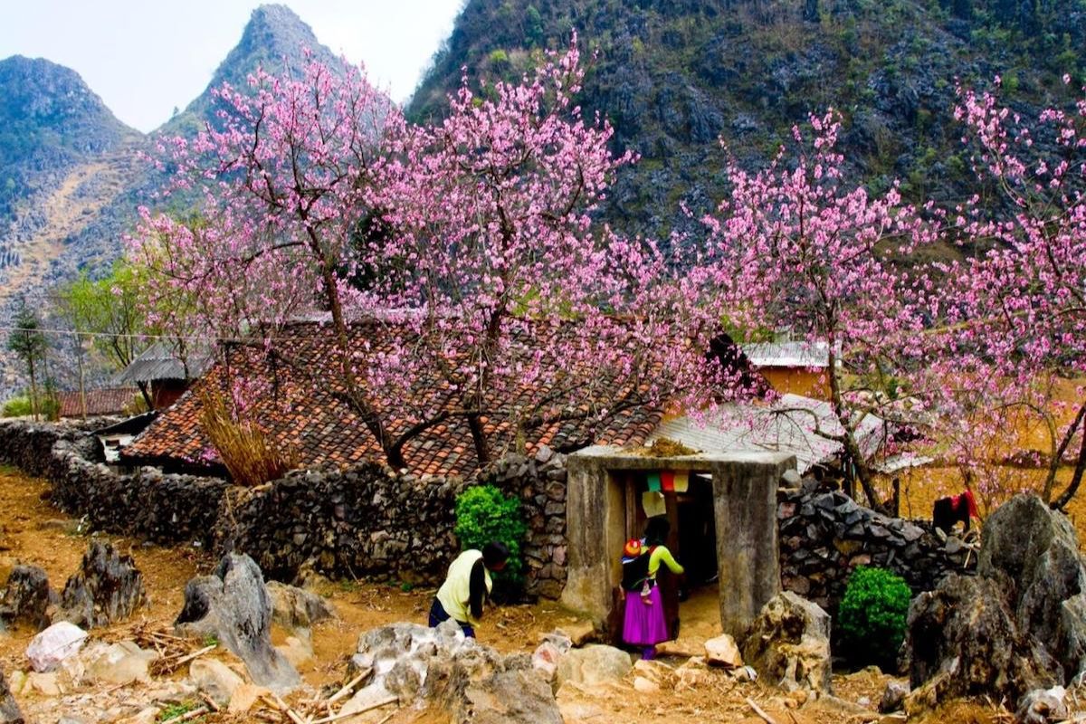 vietnam-spring-flowers